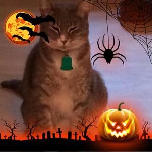 Meet your Posher, Mercedes